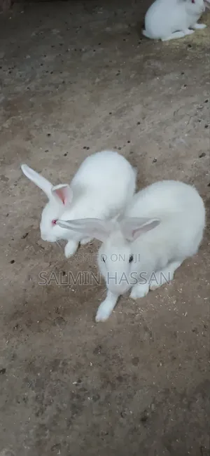 White New Zealand Rabbit