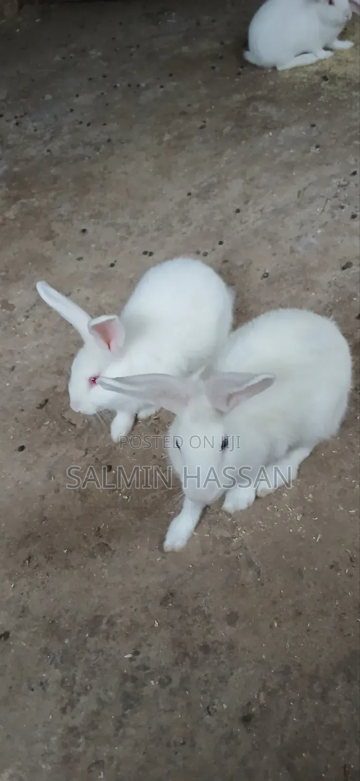 White New Zealand Rabbit