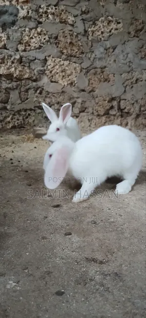 White New Zealand Rabbit