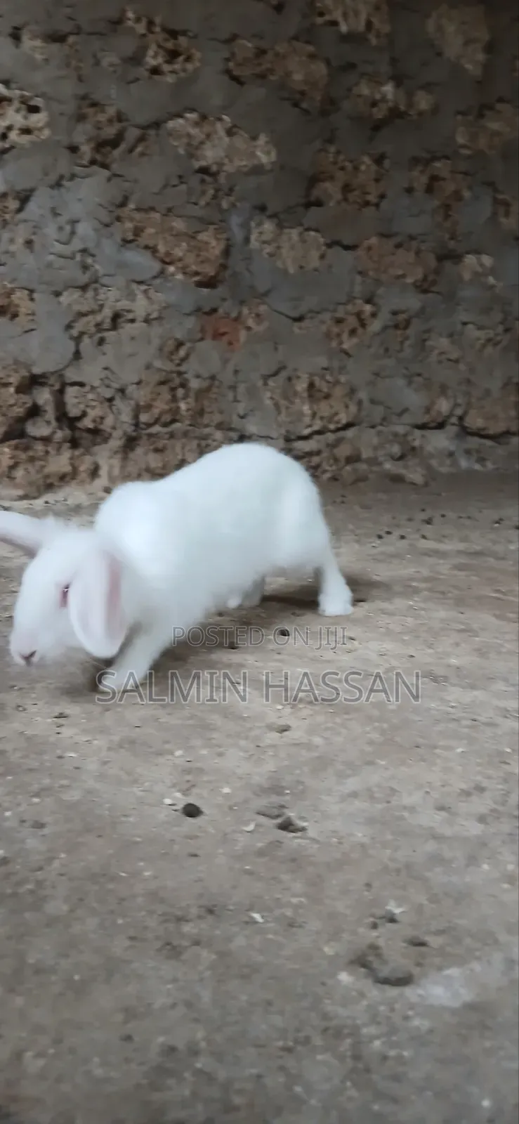 White New Zealand Rabbit