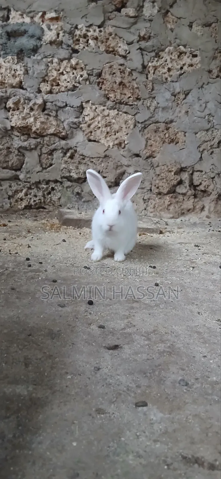 White New Zealand Rabbit
