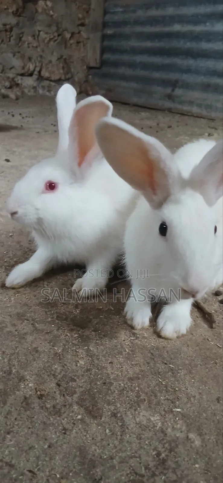 White New Zealand Rabbit