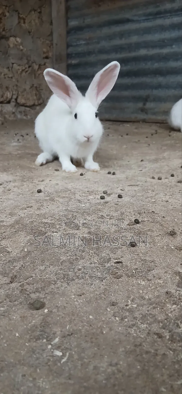 White New Zealand Rabbit