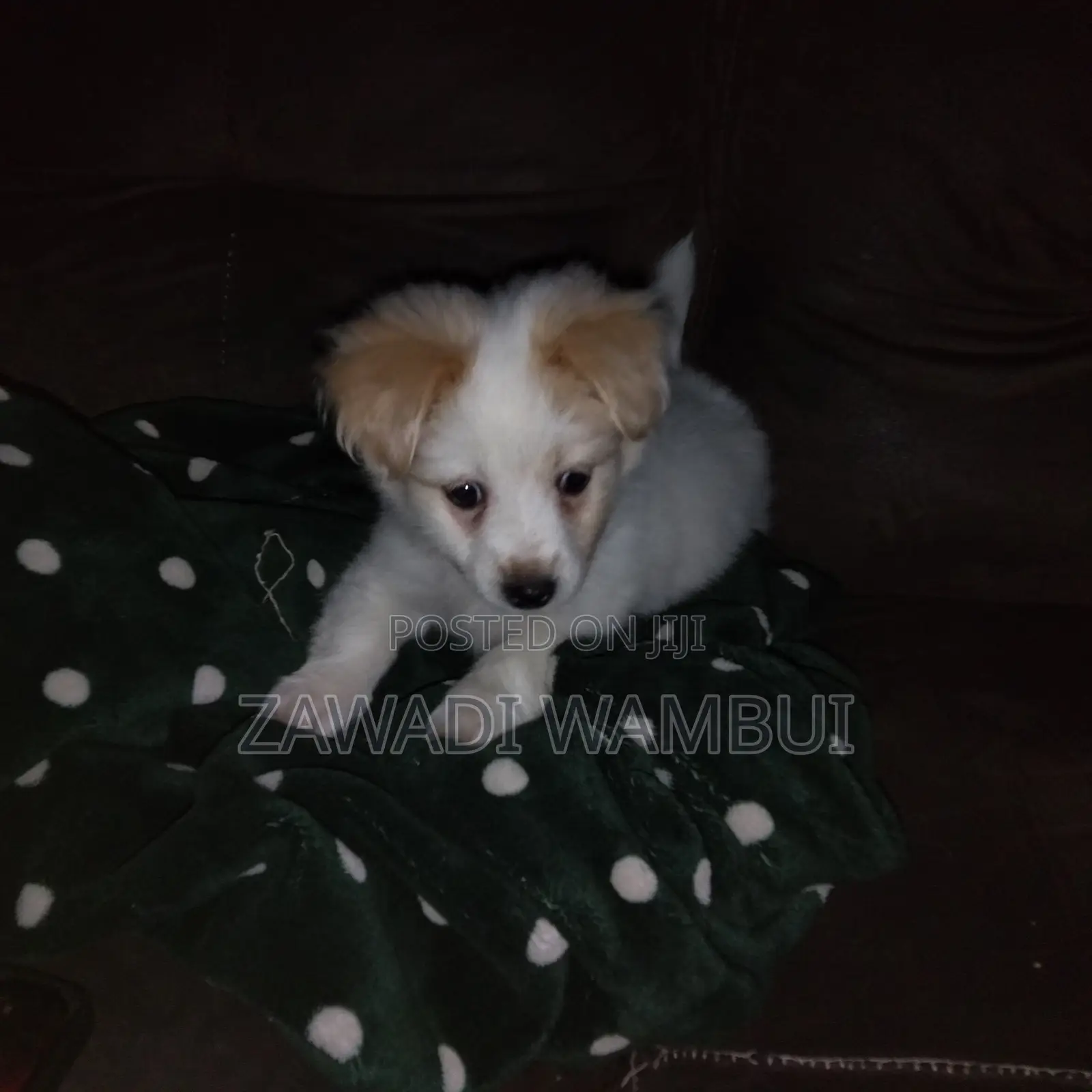 1-3 months Male Mixed Breed Japanese Spitz