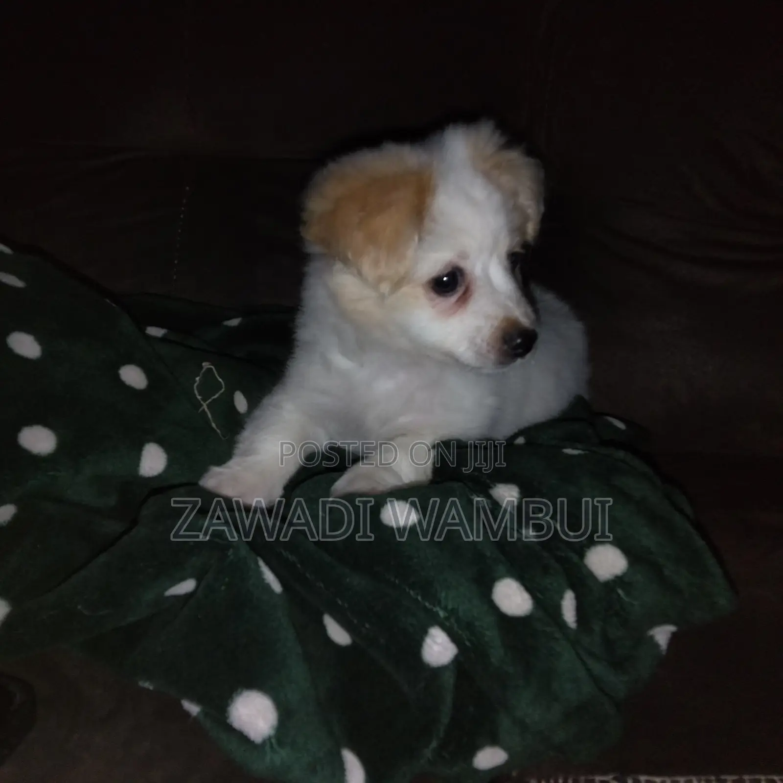1-3 months Male Mixed Breed Japanese Spitz