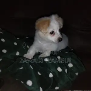 1-3 months Male Mixed Breed Japanese Spitz