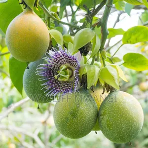 Granadila Passion Fruit Seedlings