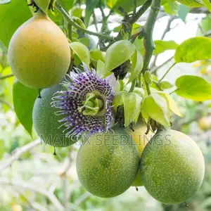 Granadila Passion Fruit Seedlings