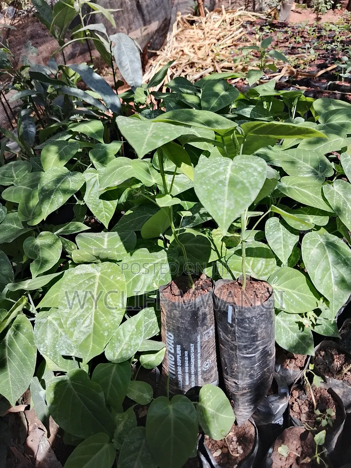 Granadila Passion Fruit Seedlings