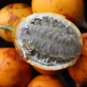Granadila Passion Fruit Seedlings