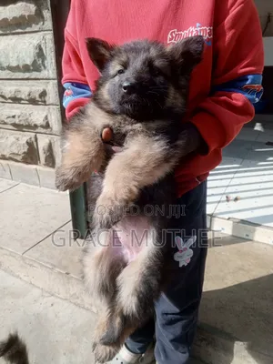 1-3 months Male Purebred German Shepherd