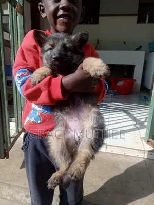 1-3 months Male Purebred German Shepherd