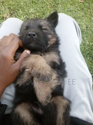 1-3 months Male Purebred German Shepherd