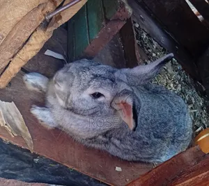 Rabbits for Sale