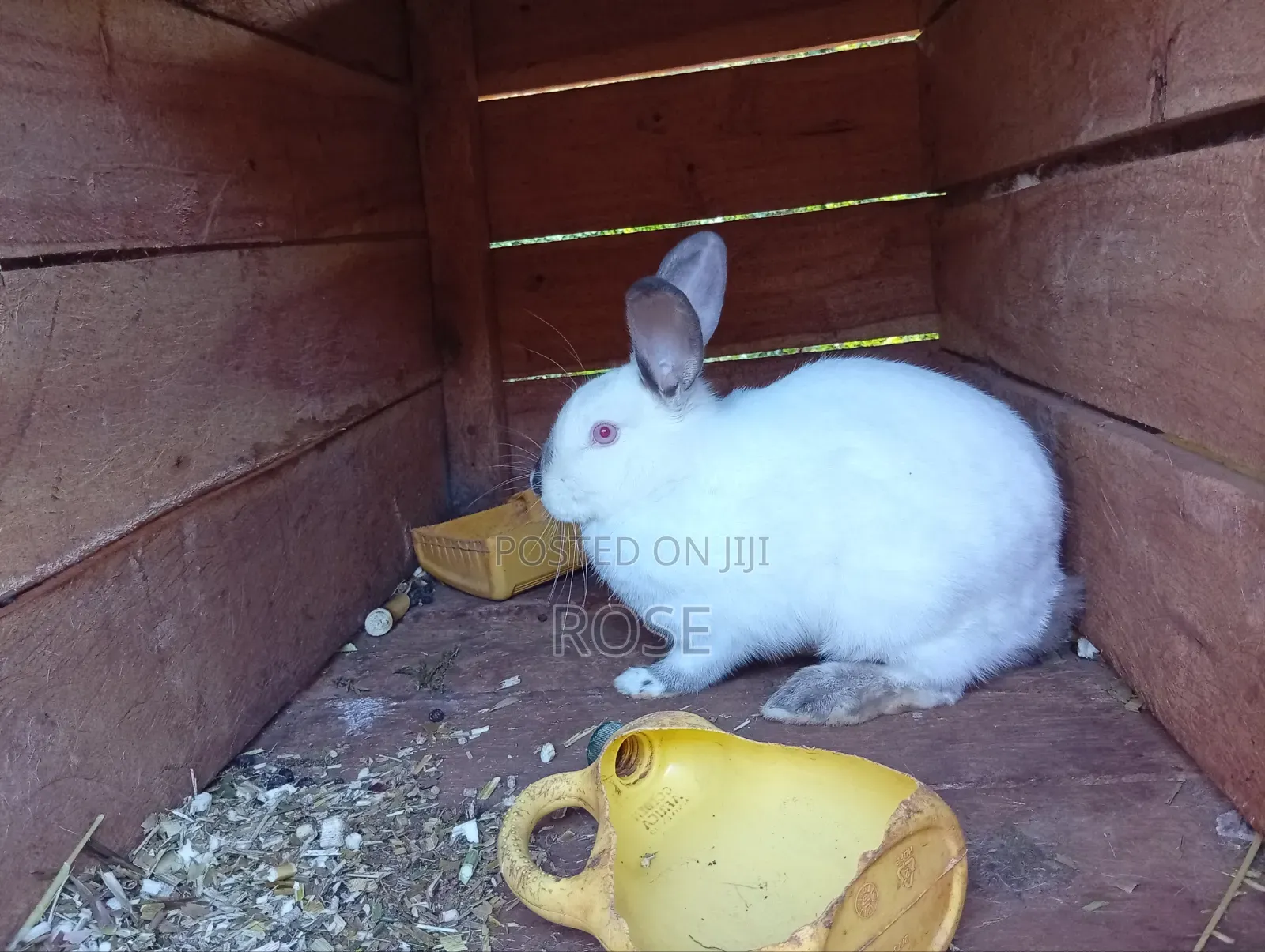 Rabbits for Sale