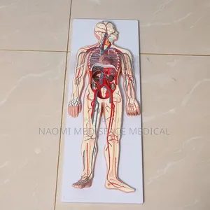 Circulatory System Model