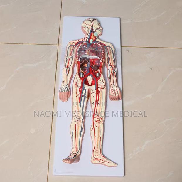 Circulatory System Model