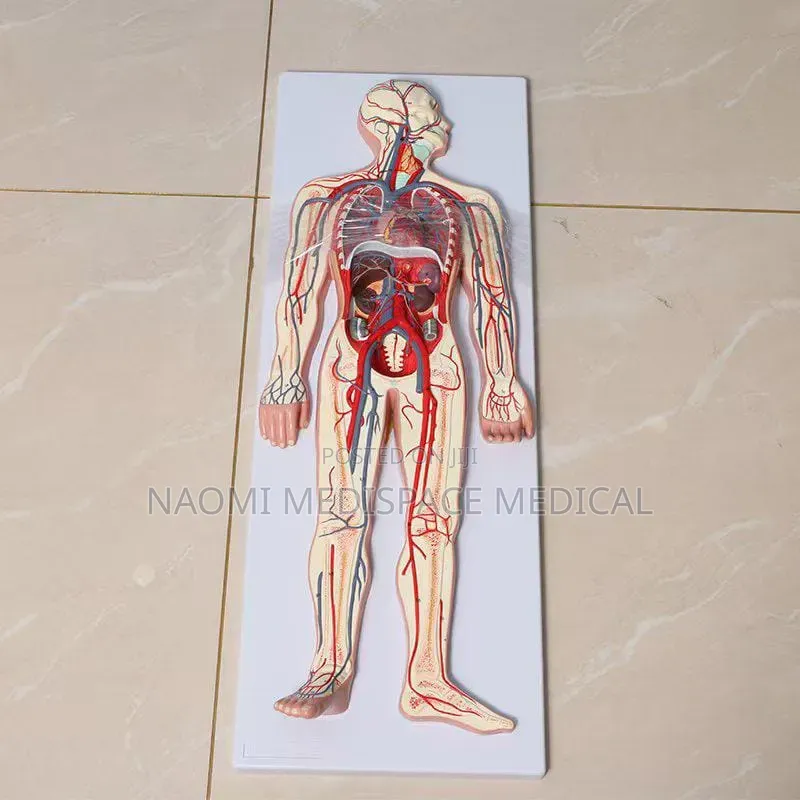 Circulatory System Model