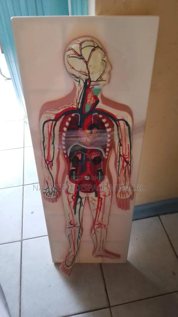 Circulatory System Model - thumbnail 2