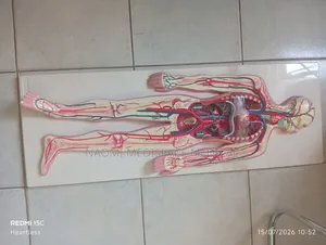 Circulatory System Model