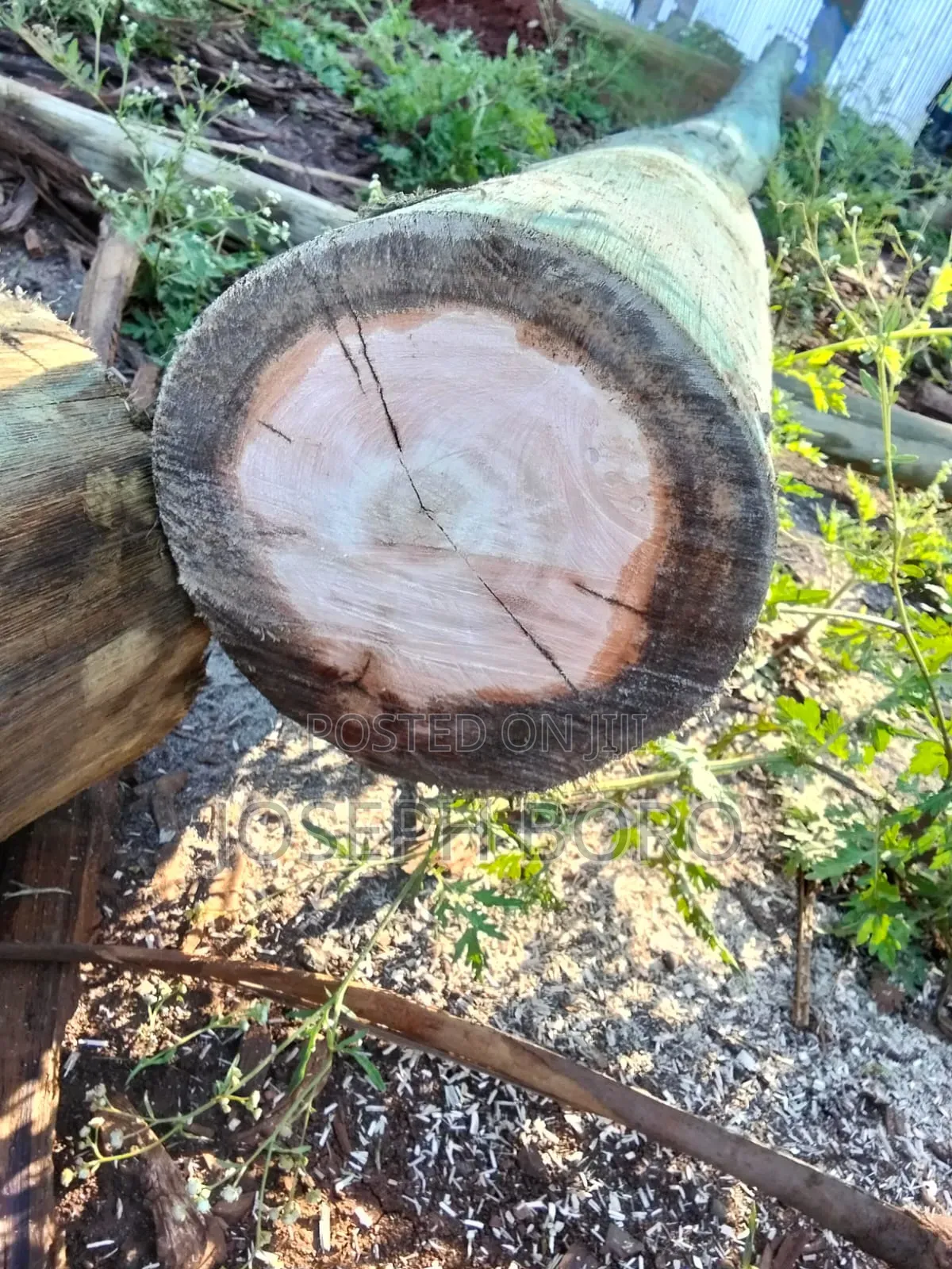Timber Posts and Poles