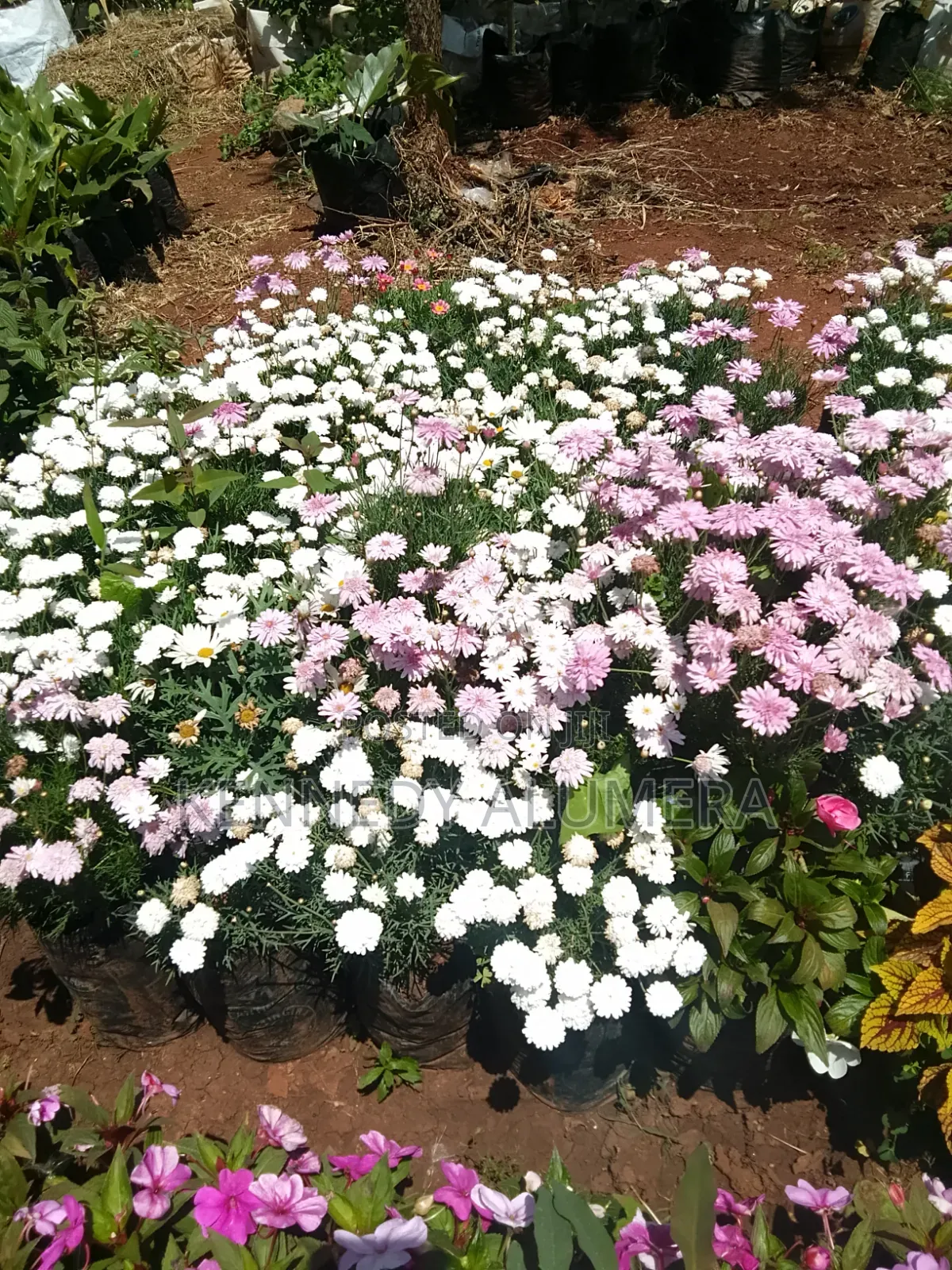 Daysy Ever Flowering