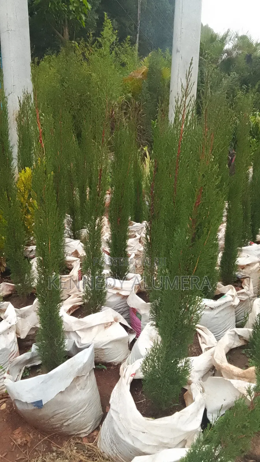 Italian Cypress