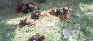 3-6 months Male Purebred German Shepherd