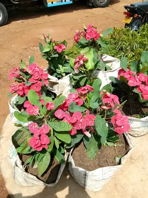Jerusalem Plants
