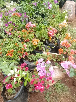 Boganvelia Dwarf