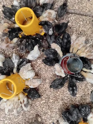 Fully Vaccinated F1 Sasso Chicks