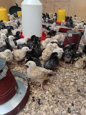 Fully Vaccinated F1 Sasso Chicks