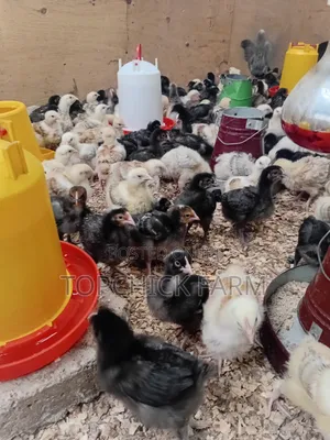 Fully Vaccinated F1 Sasso Chicks