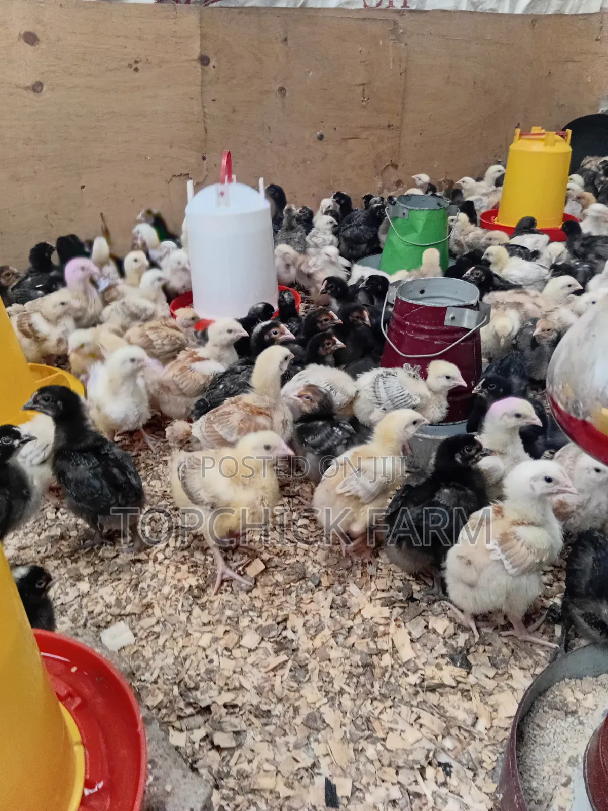 Fully Vaccinated F1 Sasso Chicks