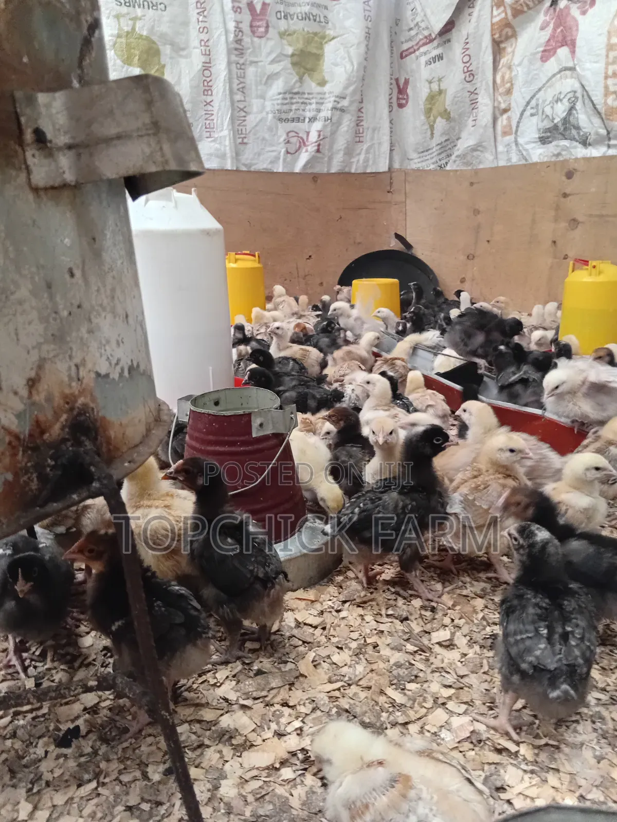 Fully Vaccinated F1 Sasso Chicks