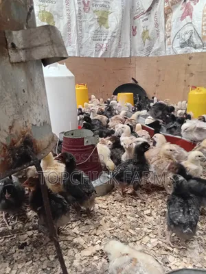 Fully Vaccinated F1 Sasso Chicks
