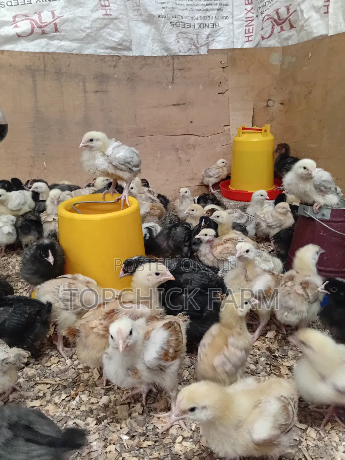 Fully Vaccinated F1 Sasso Chicks