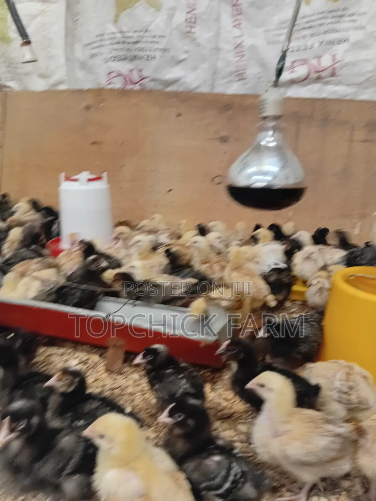 Fully Vaccinated F1 Sasso Chicks