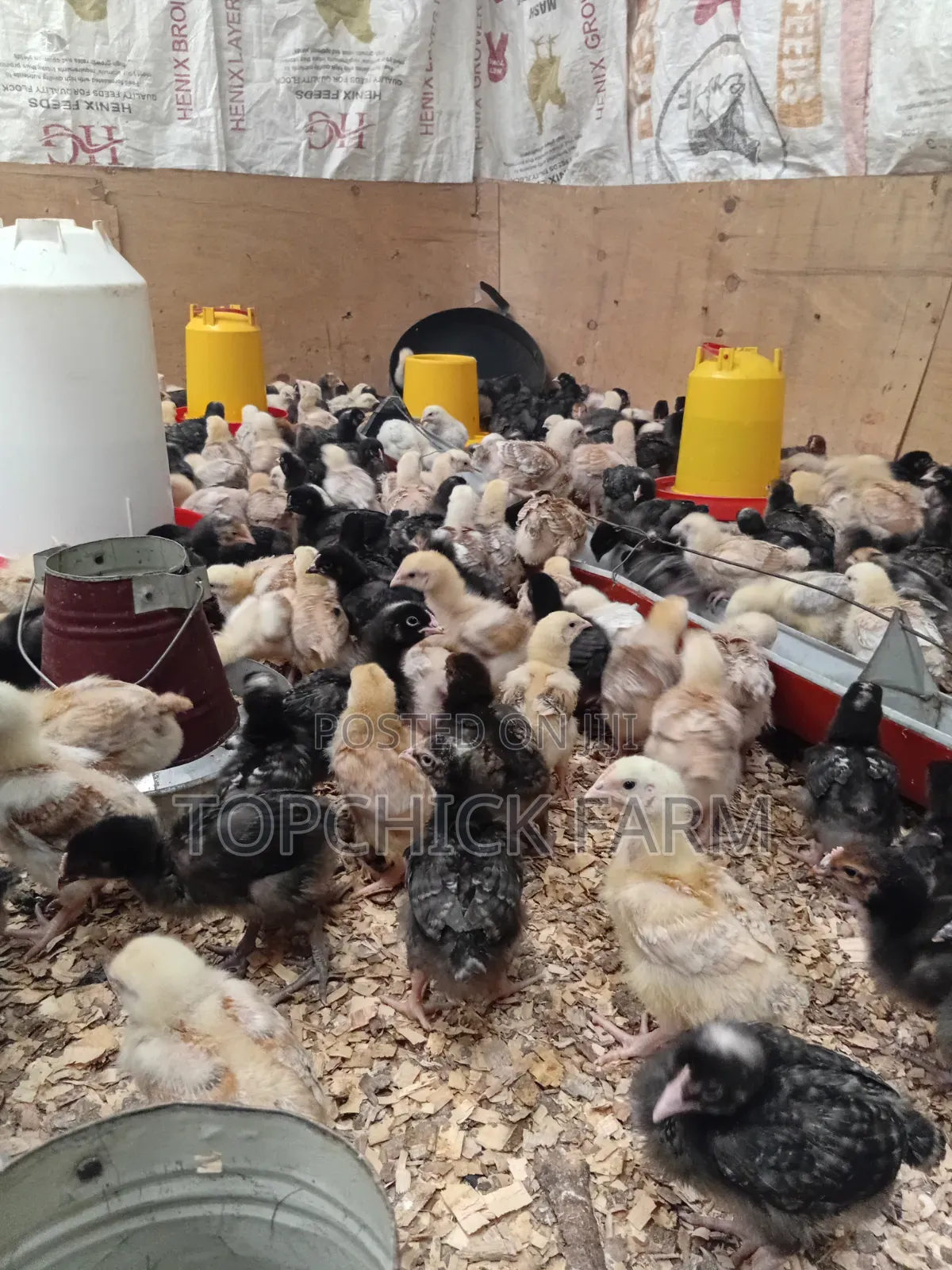 Fully Vaccinated F1 Sasso Chicks