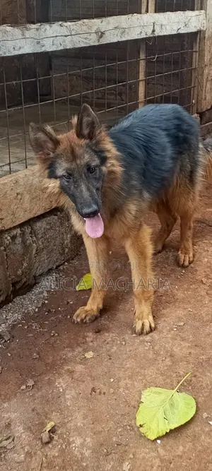 1+ year Male Purebred German Shepherd