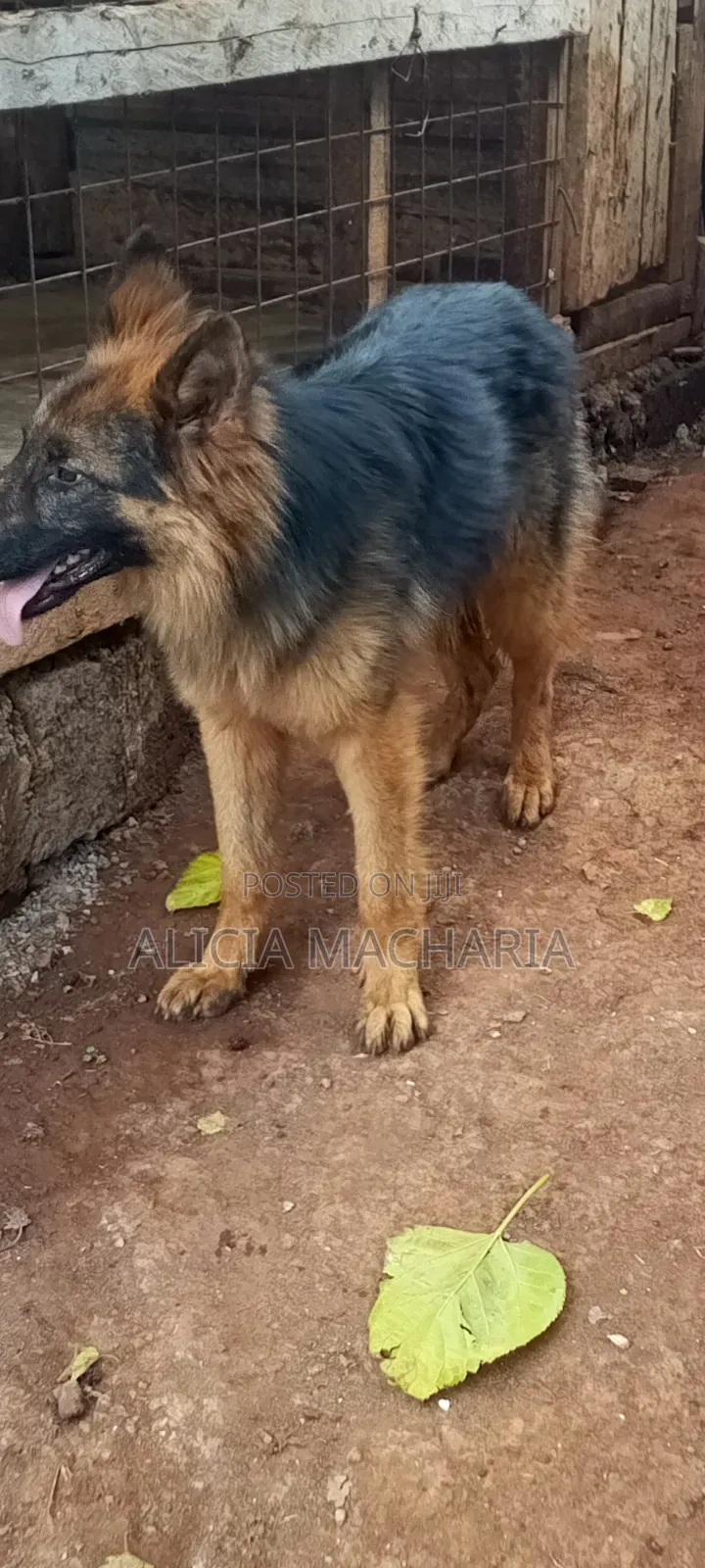 1+ year Male Purebred German Shepherd