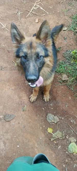 1+ year Male Purebred German Shepherd