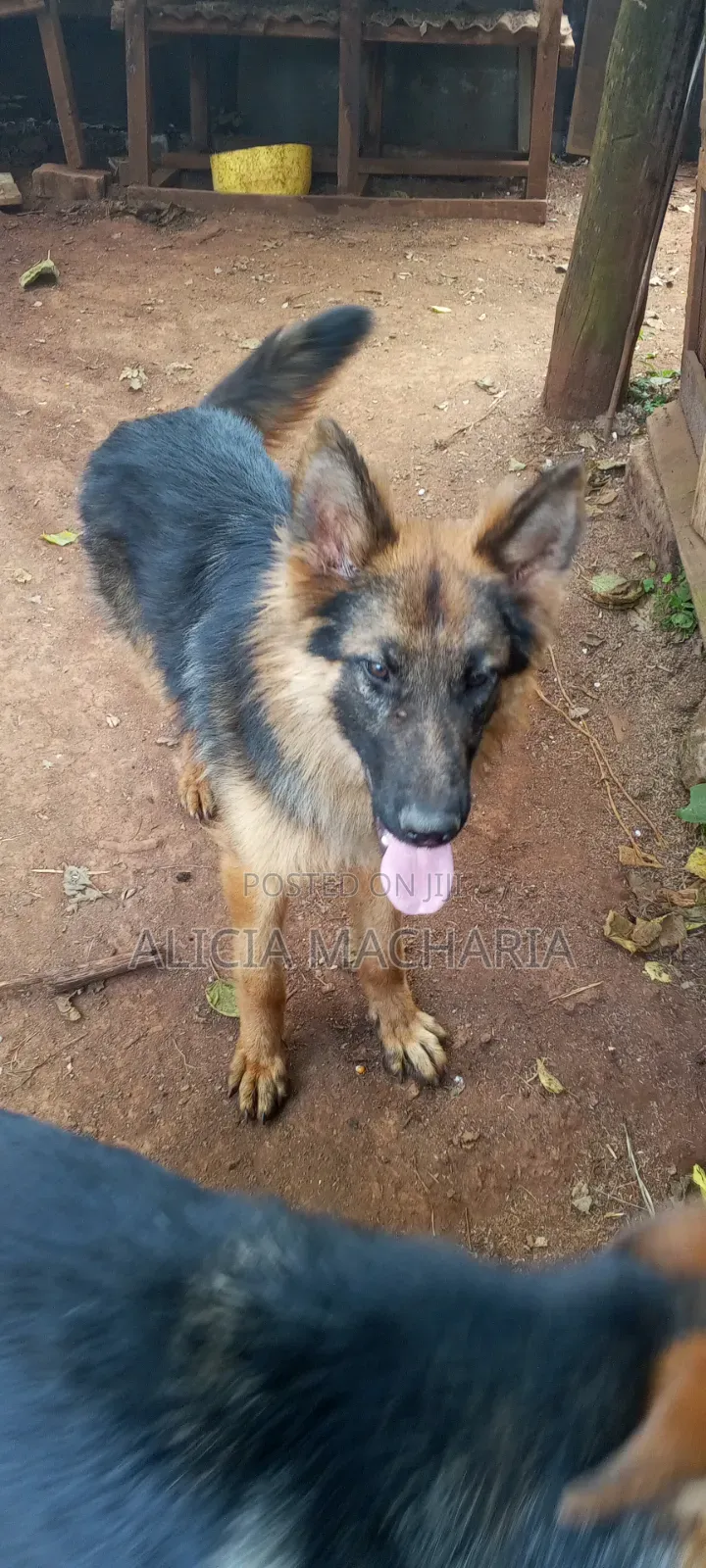 1+ year Male Purebred German Shepherd