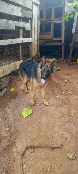 1+ year Male Purebred German Shepherd