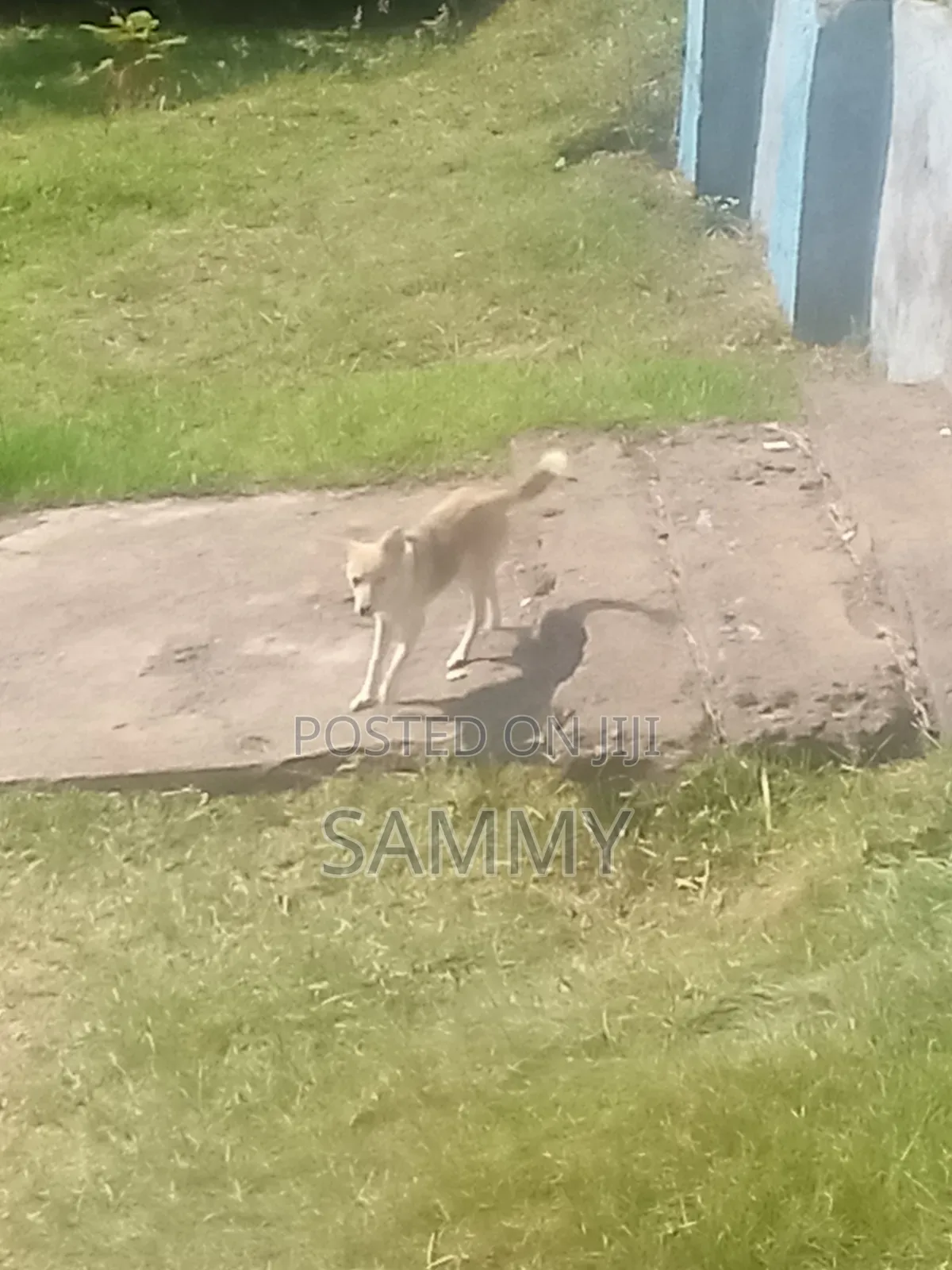 6-12 months Female Mixed Breed Chihuahua