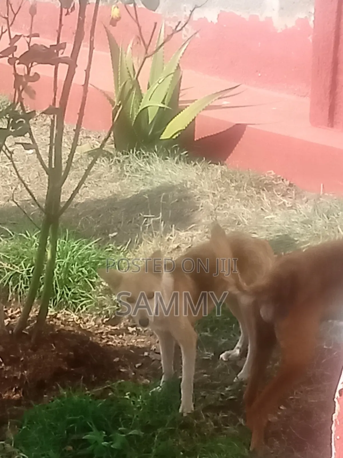 6-12 months Female Mixed Breed Chihuahua