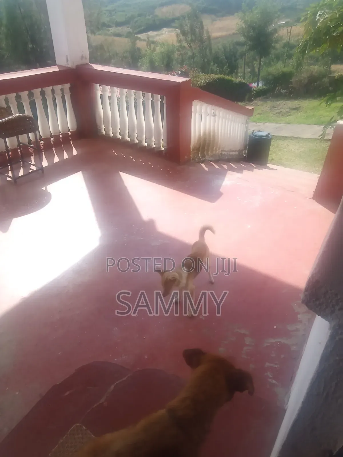 6-12 months Female Mixed Breed Chihuahua