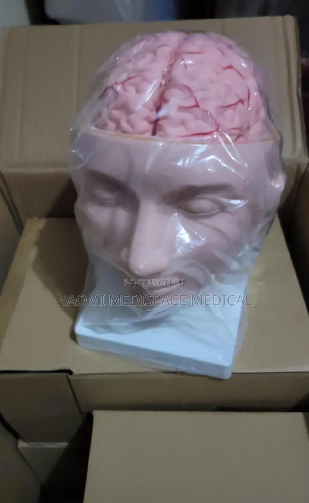 Training Brain Model
