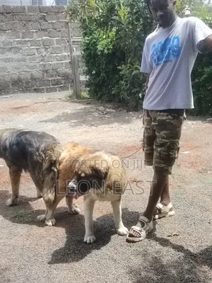 0-1 month Male Purebred Caucasian Shepherd