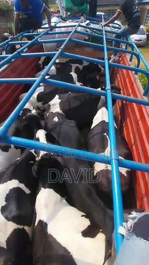 Dairy Farm Animals